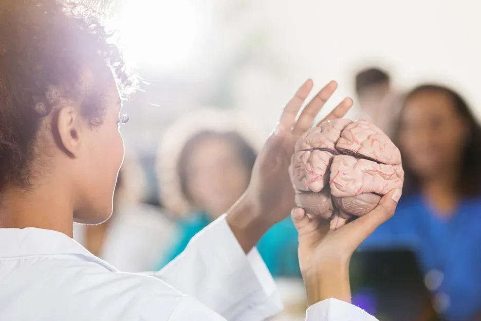 a female doctor demonstrates using the human brain model infront of her class