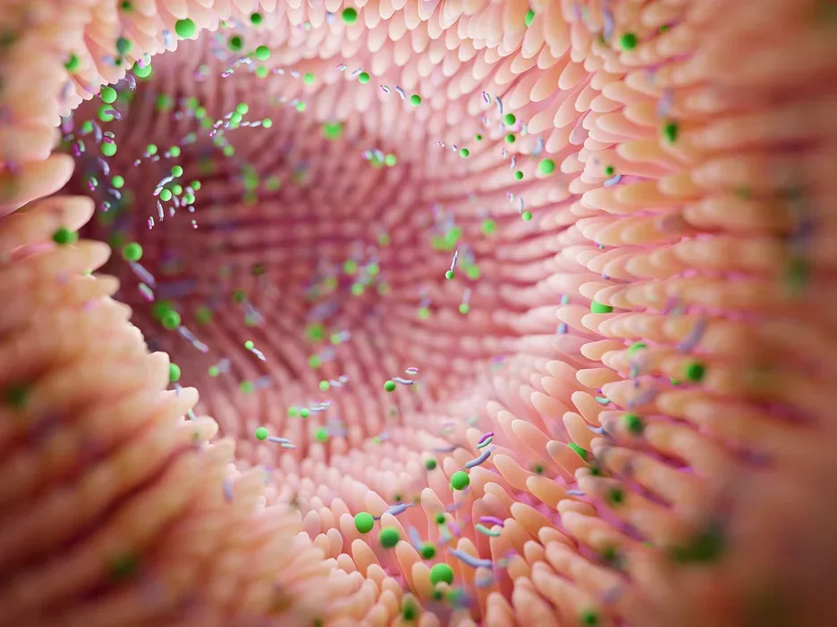 gut health