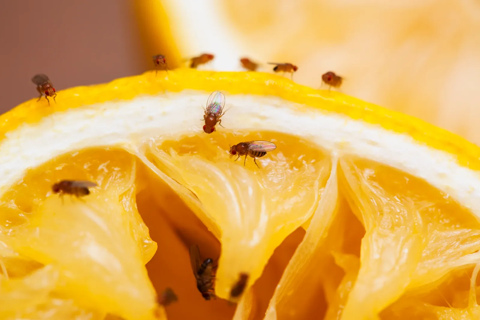 Heterologous Expression of Human DAO in Fruit Flies