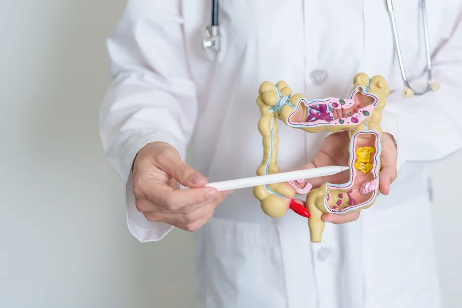 a doctor shows digestive system model 
