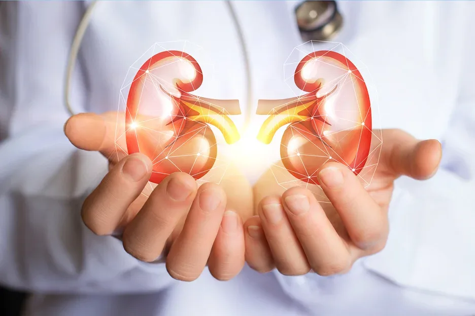 doctor holds kidney anatomy model