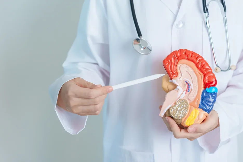 a doctor uses human brain model
