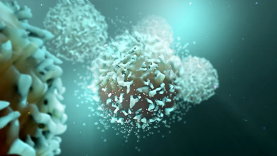 T cells