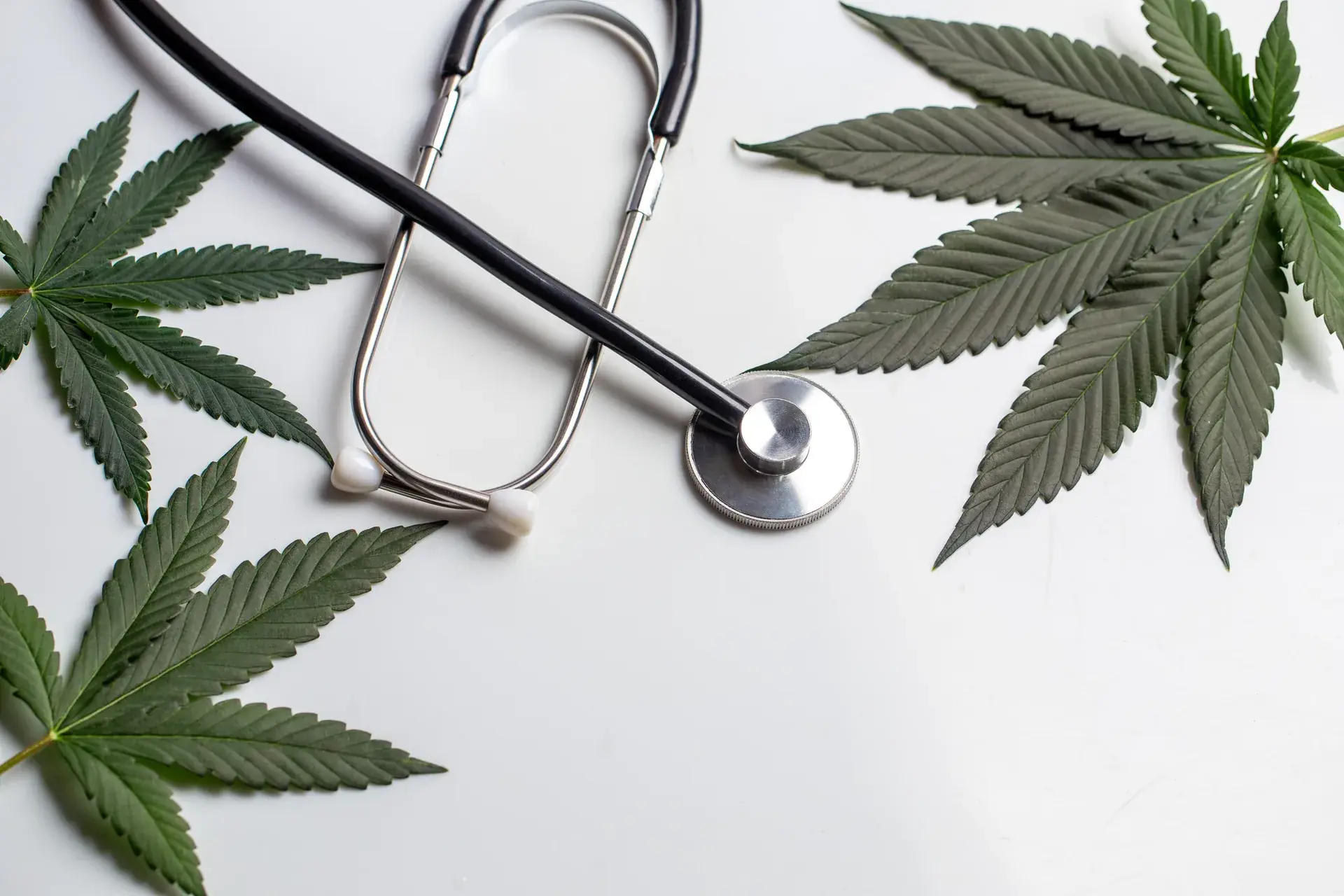 Stethoscope lying among cannabis leaves on a white surface