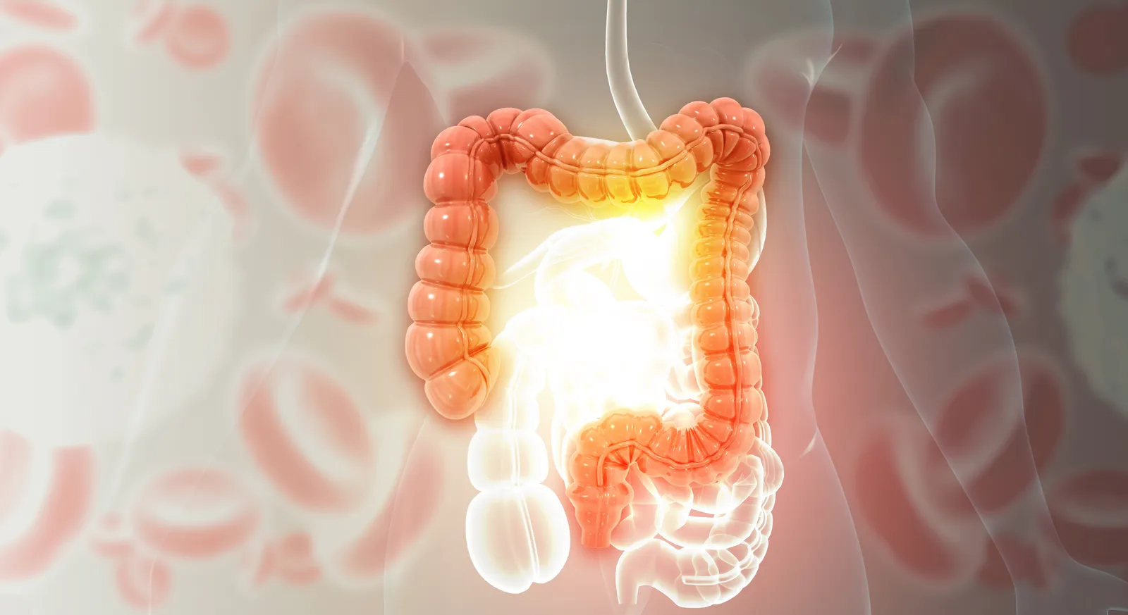 3D illustration of the human large intestine highlighted inside the abdomen