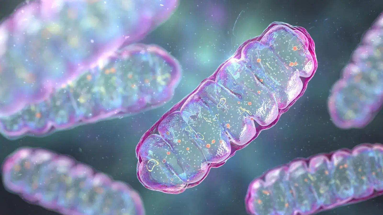 3D illustration of mitochondria with visible inner folds floating in a cell
